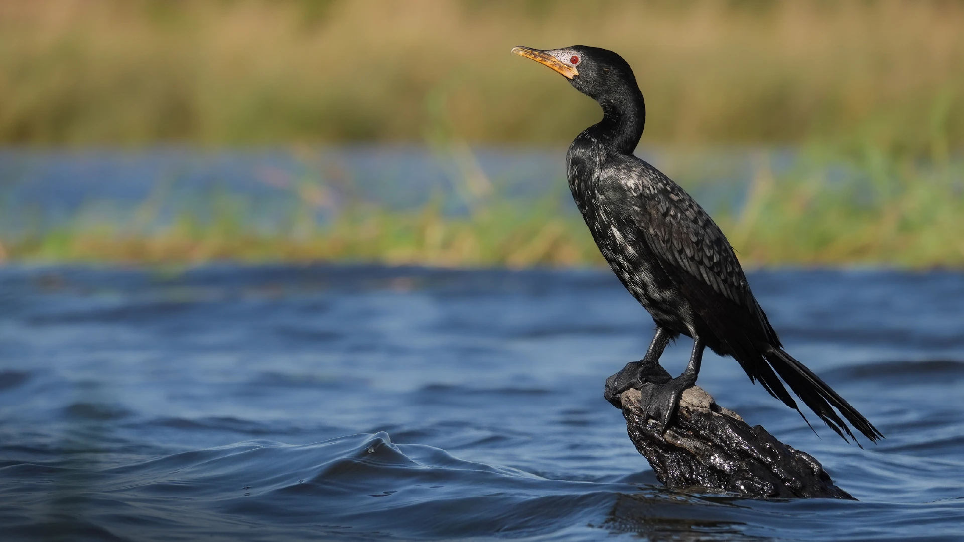 Bird Photography With John Kinghorn