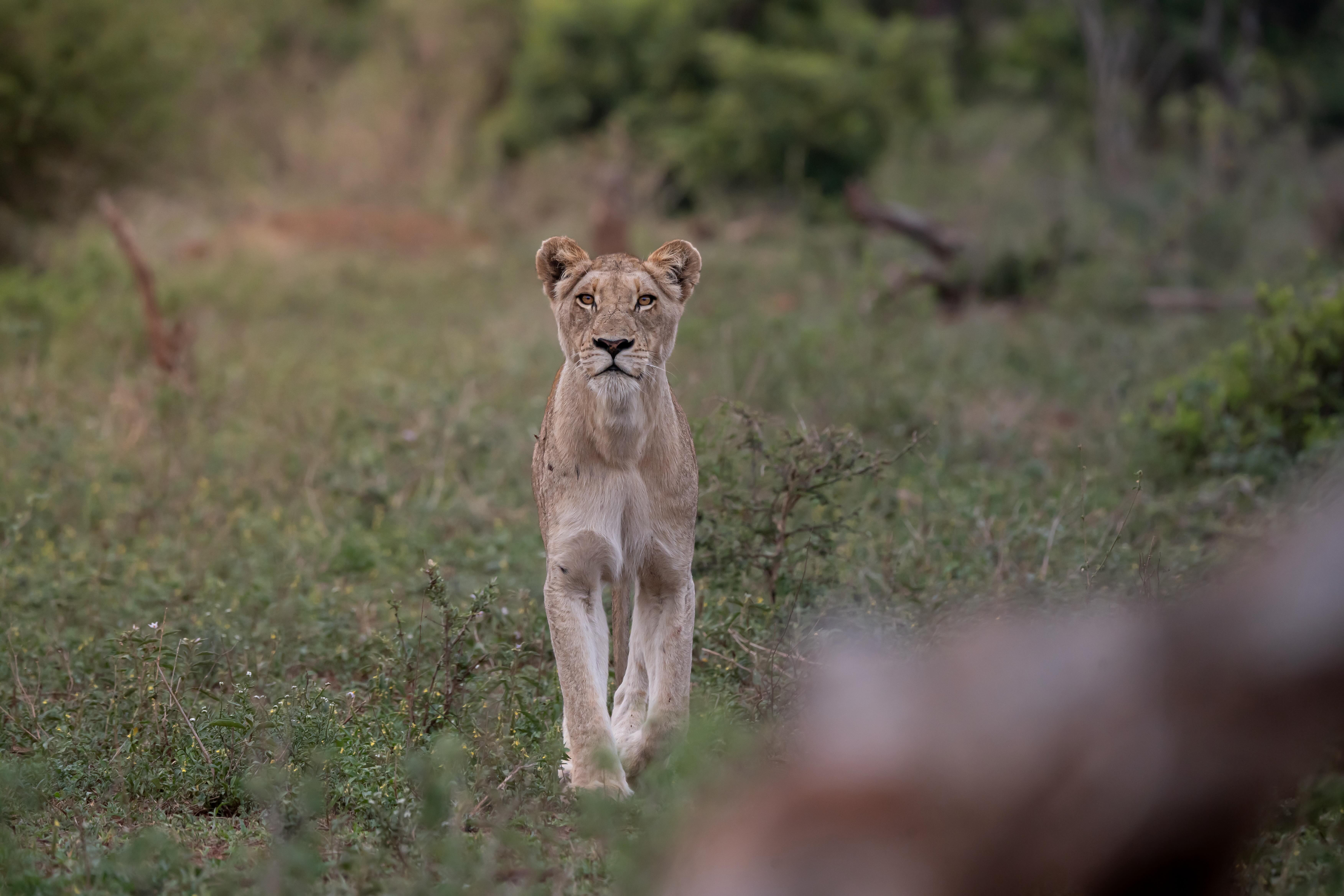 Lioness at dawn